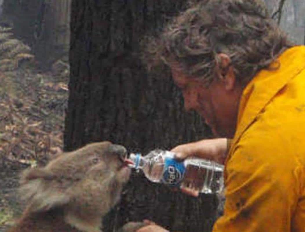 Un incendio sin precedentes en Australia arrasa una colonia de koalas