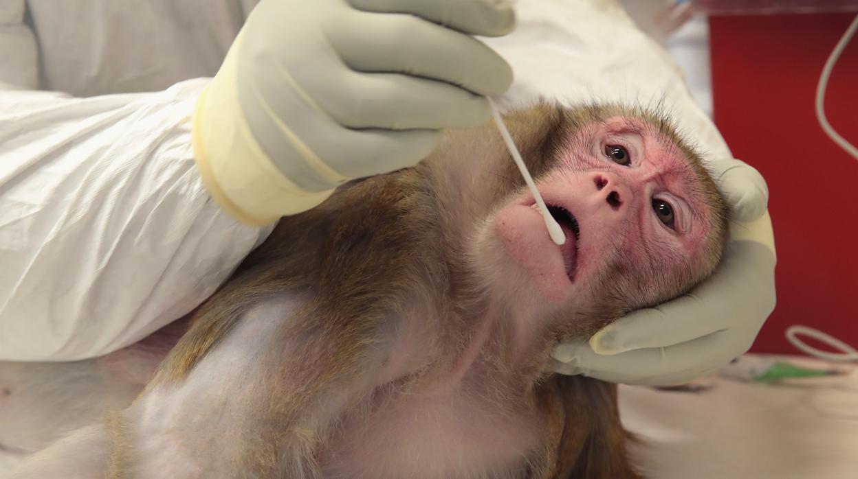 Imagen de archivo de un primate sometido a pruebas en un laboratorio