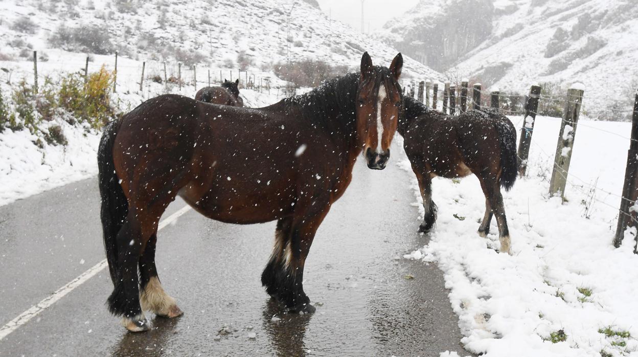 Varios caballos en la carretera de Cármenes (León), que se encuentra cubierta de nieve