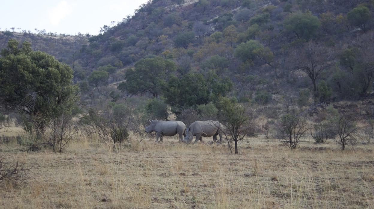 Rinocerontes del Parque Nacional de Marakele en Sudáfrica