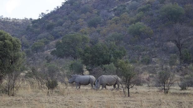 La organización benéfica del príncipe Enrique reubica a 17 rinocerontes negros sudafricanos en Malaui
