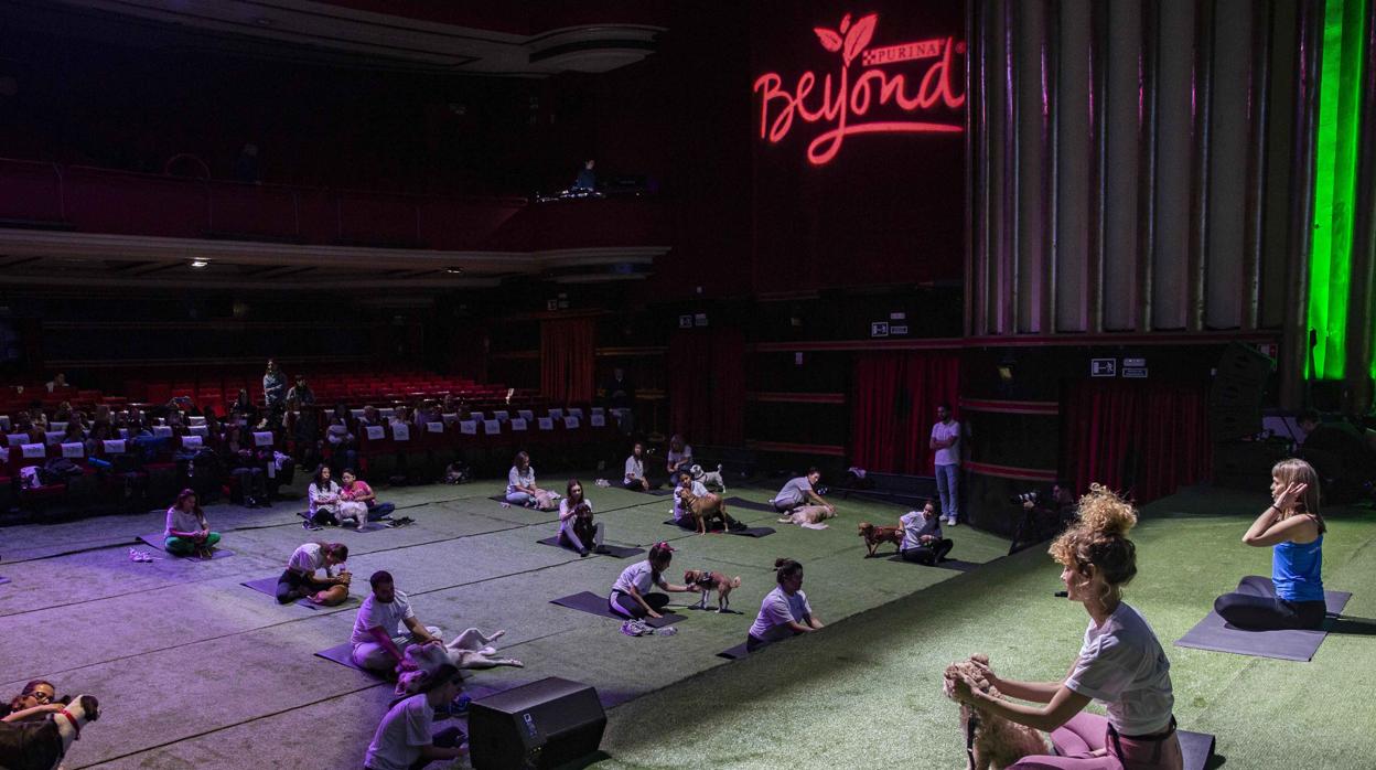 Perros compañeros de yoga