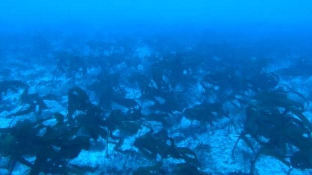 Hallan en Galápagos un misterioso bosque de macro-algas que intriga a los expertos