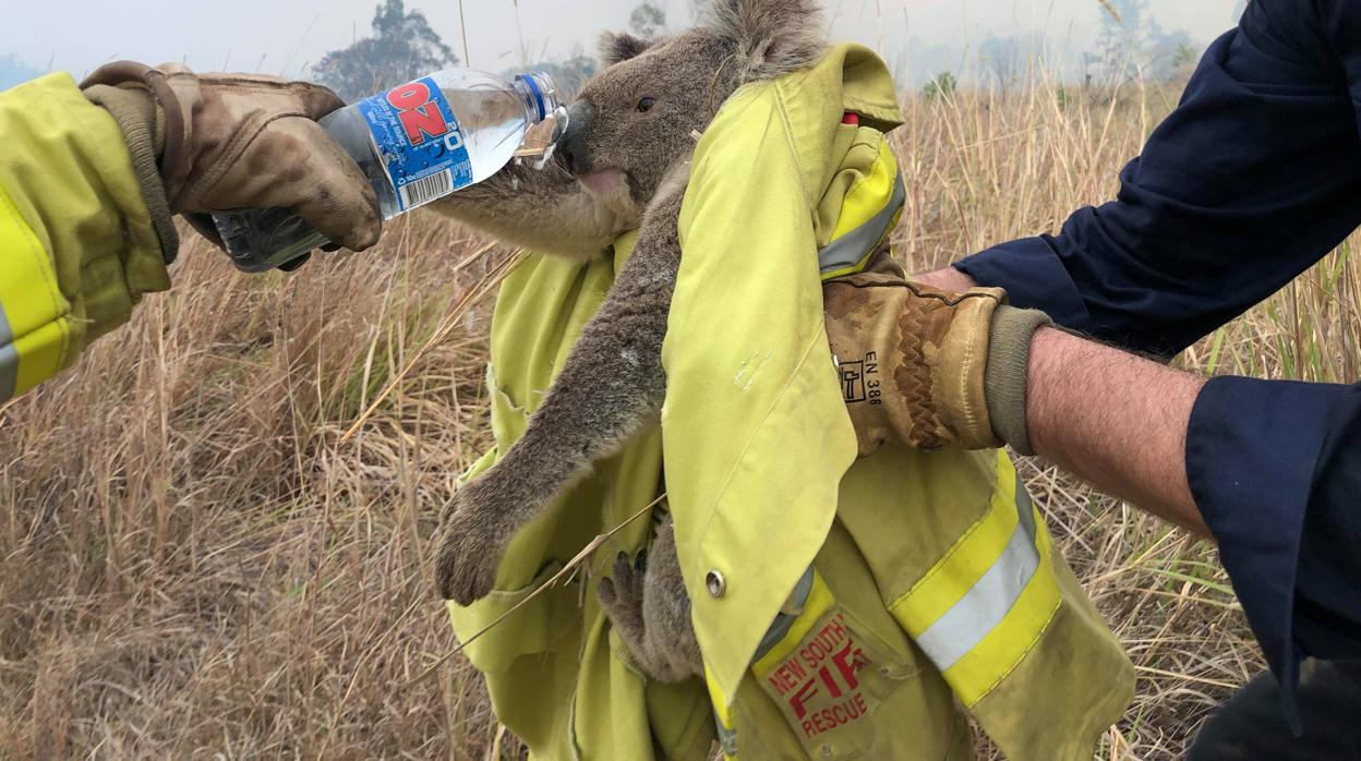 Un grupo de bomberos de Nueva Gales del Sur da agua a un koala mientras lo rescata del fuego
