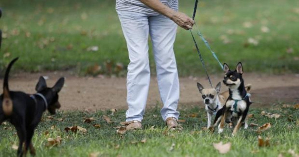 Los españoles compraron más mascotas este año y adoptaron menos