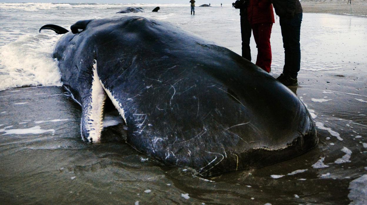 Un cachalote varado en la costa de la isla holandesa de Texel, en una imagen de archivo