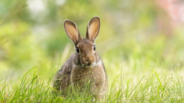 El conejo europeo pasa a estar en peligro de extinción tras sufrir una dura epidemia