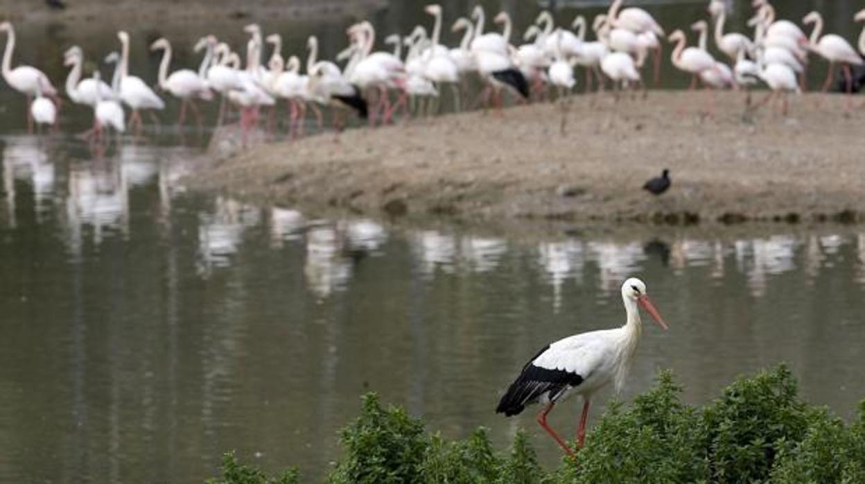 Una cigueña y un grupo de flamencos en uno de los humedales de Doñana