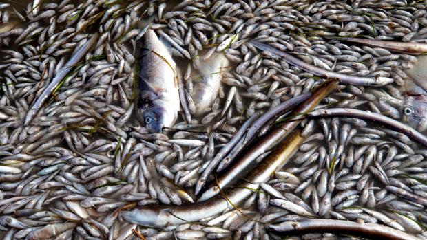 La Guardia Civil investiga los vertidos que causaron la muerte de centenares de peces en el Mar Menor