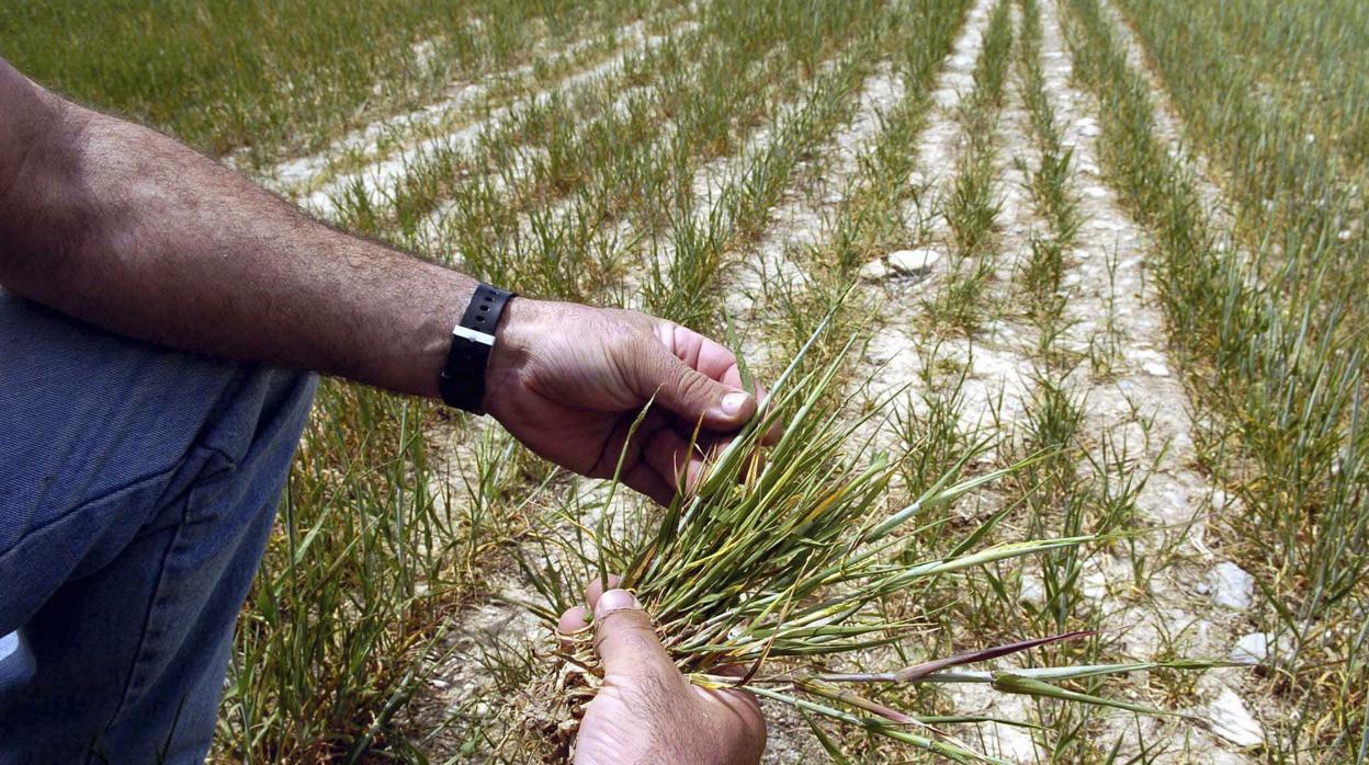 Un agricultor observa un matojo de cerales donde la falta de lluvias arriesga