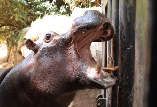 Hipopótamo del zoo de Bretaña