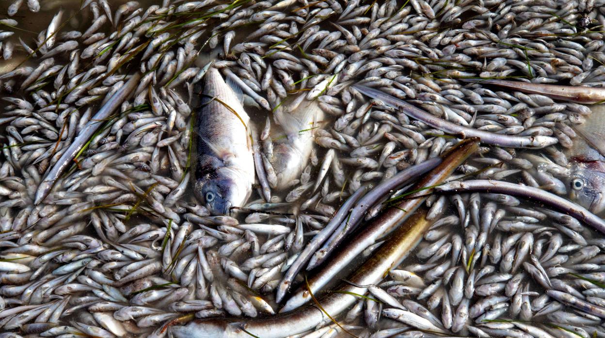 Peces muertos en playas del Mar Menor (Murcia) tras la gota fría de septiembre