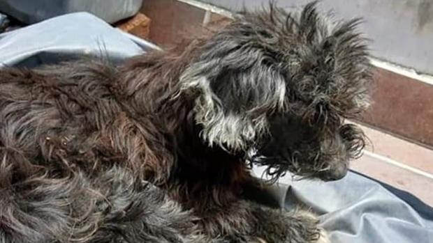 Abandonan a una perrita en una alcantarilla y sus dueños le pegan los ojos para que no les siga