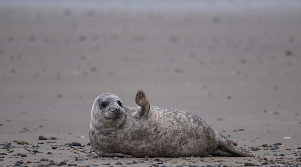 Una foca gris en Helgoland