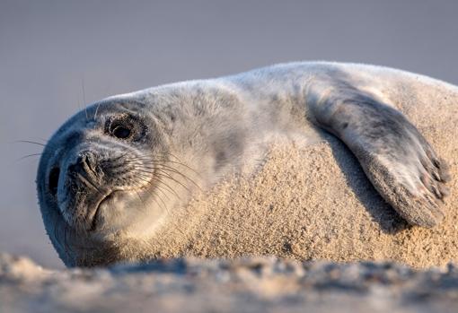 Un joven ejemplar de foca gris