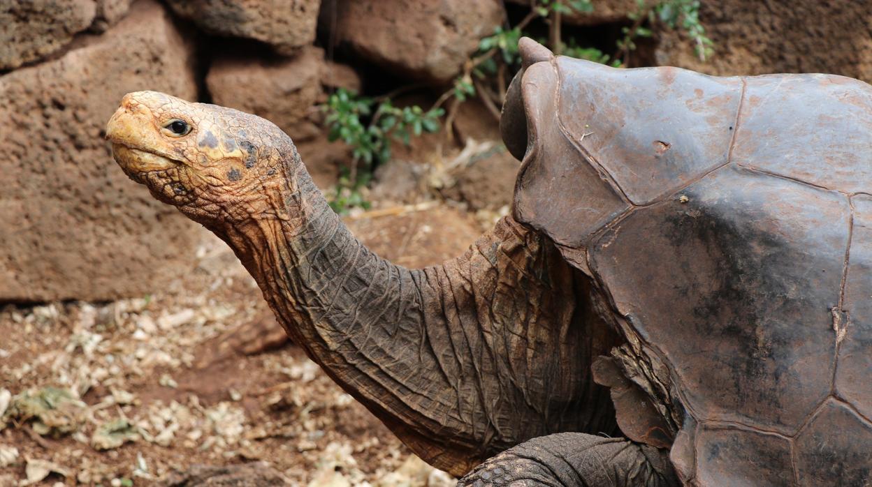 Diego, la tortuga gigante que consiguió salvar su especie en Galápagos con mucho sexo