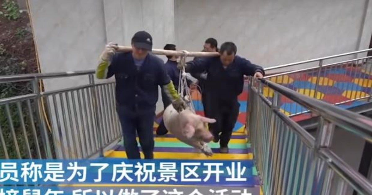 Obligan a un cerdo a hacer puenting en China