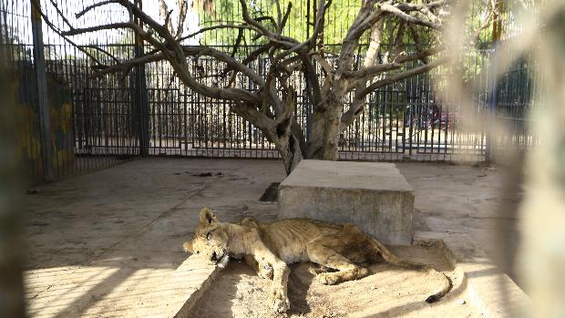 Sudán se moviliza para salvar a cinco leones desnutridos en un zoo