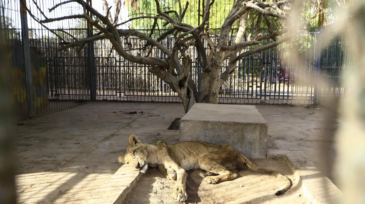 Uno de los leones del zoológico