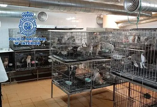 Condiciones en las que se encontraban los 258 perros rescatados en Arganda del Rey