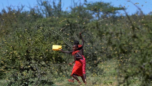 Una invasión de langostas «sin precedentes» devasta África Oriental