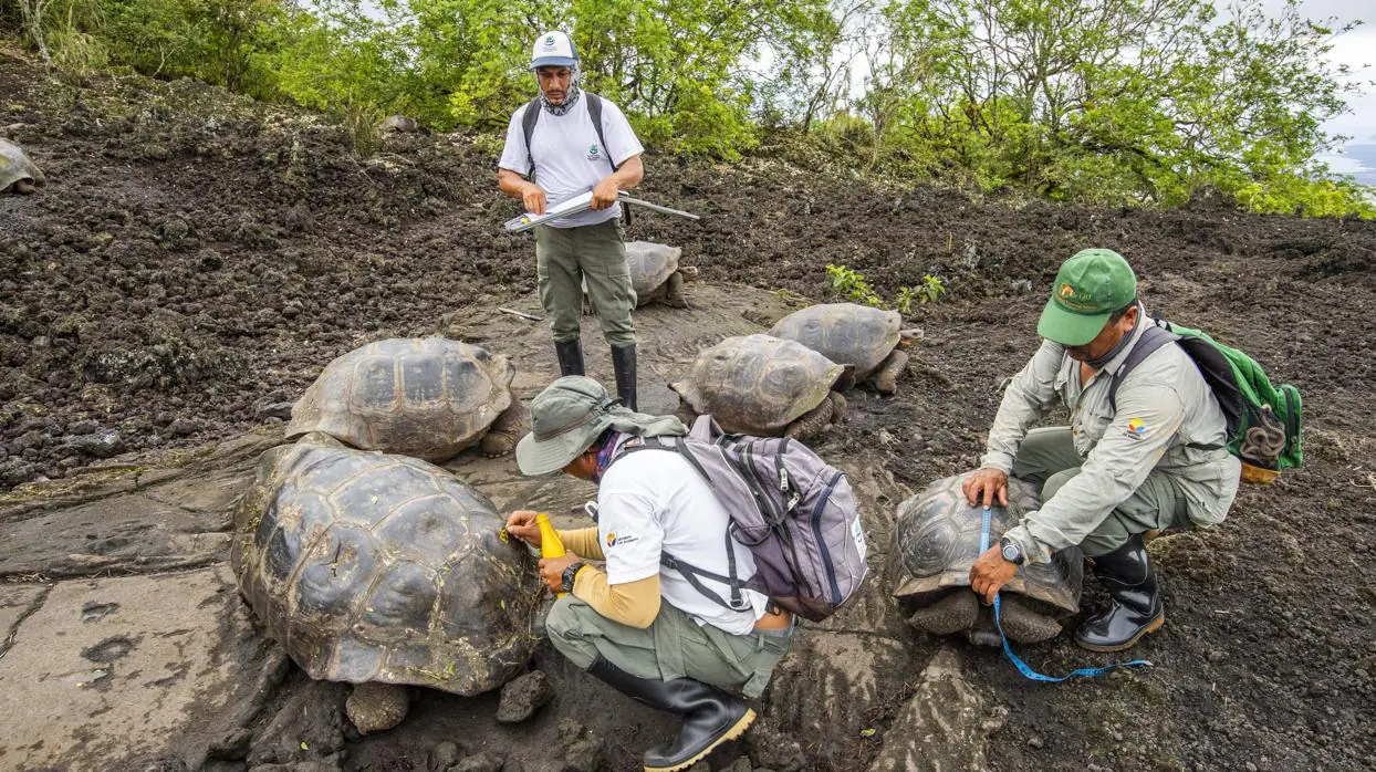 Expedición científica que encontraron en el volcán Wolf, de la Isla Isabel, tortugas gigantes