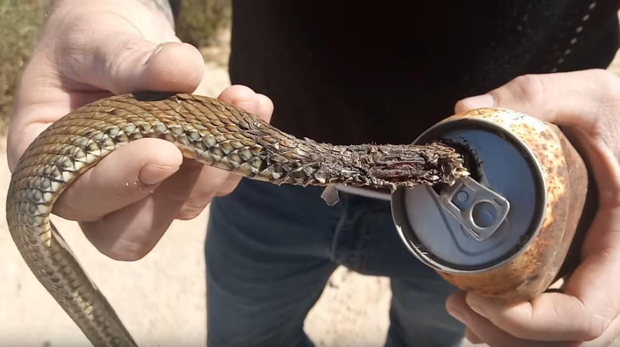 El vídeo que muestra cómo una lata puede convertirse en una trampa mortal para serpientes y otros animales