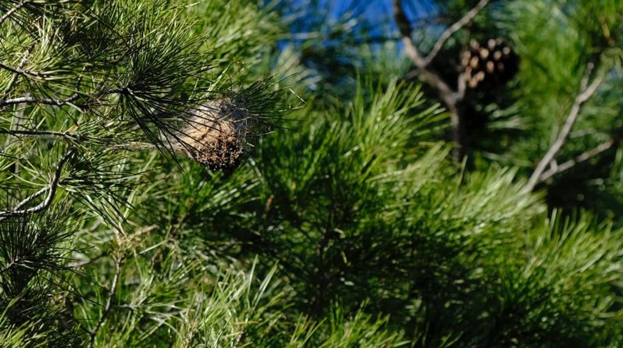 Revelan cómo la crisis climática puede propagar infecciones en los vegetales