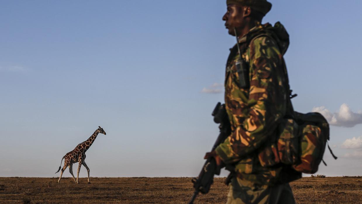 El miembro de un equipo de anti cazadores furtivos patrulla por la reserva de Ol Pejeta mientras una jirafa camina en la distancia