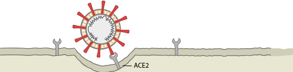 Así secuestra tus células el coronavirus