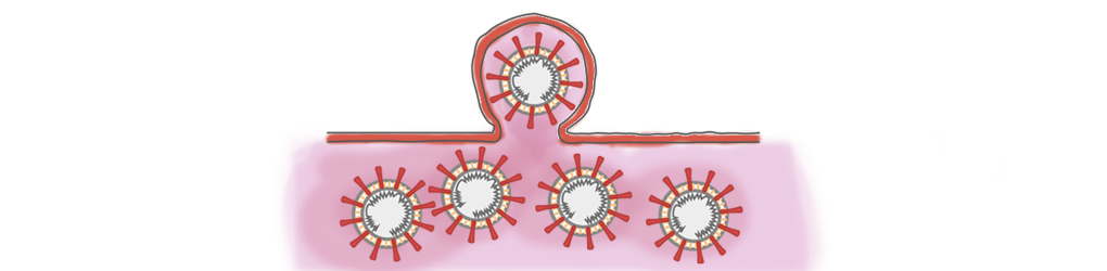 Así secuestra tus células el coronavirus