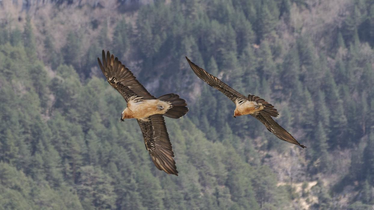 Nace el primer quebrantahuesos en 70 años en el Parque Nacional de los Picos de Europa