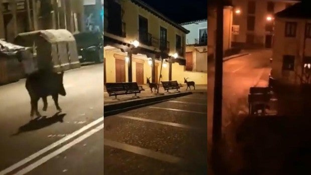 En imágenes: Los animales salvajes toman las calles de España debido al confinamiento por el coronavirus