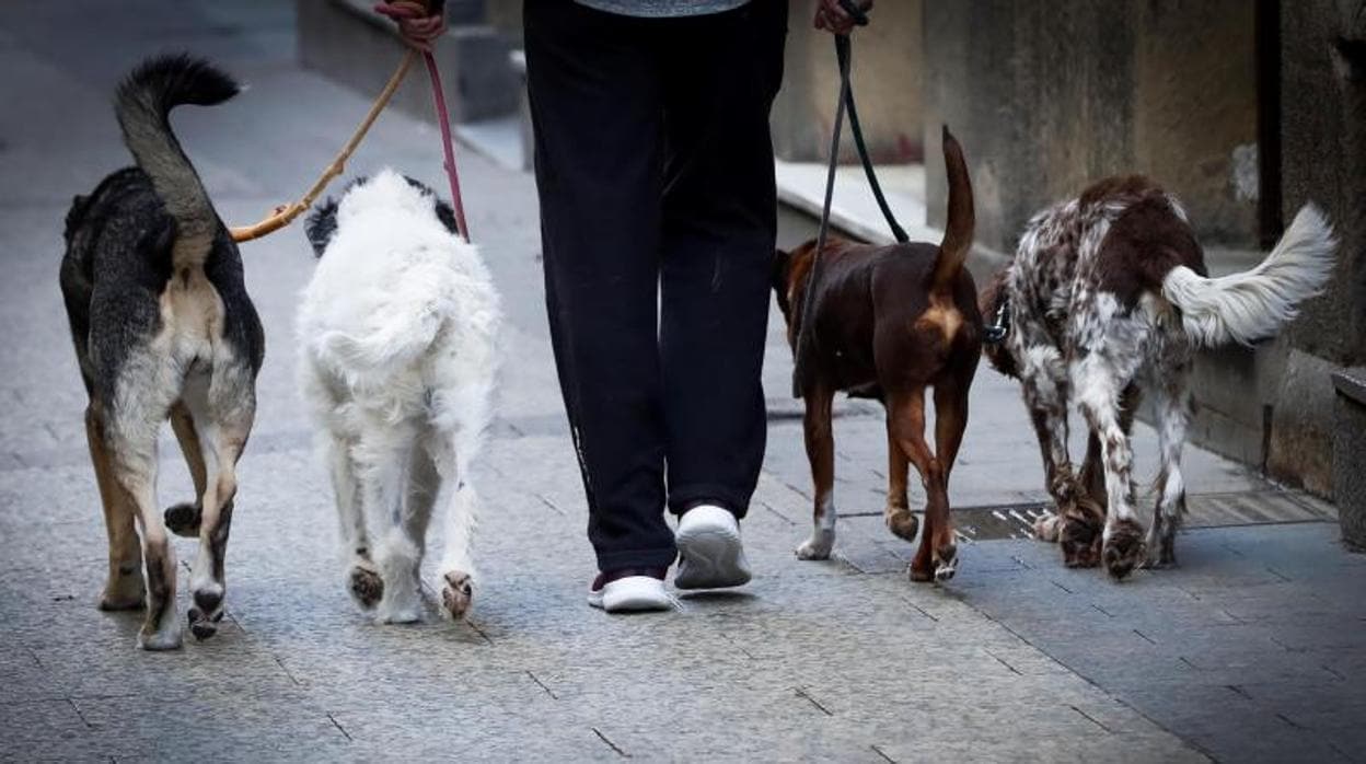 Una mujer pasea varios perros
