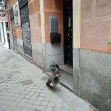 Pavos reales paseando en Madrid tras el confinamiento por el coronavirus