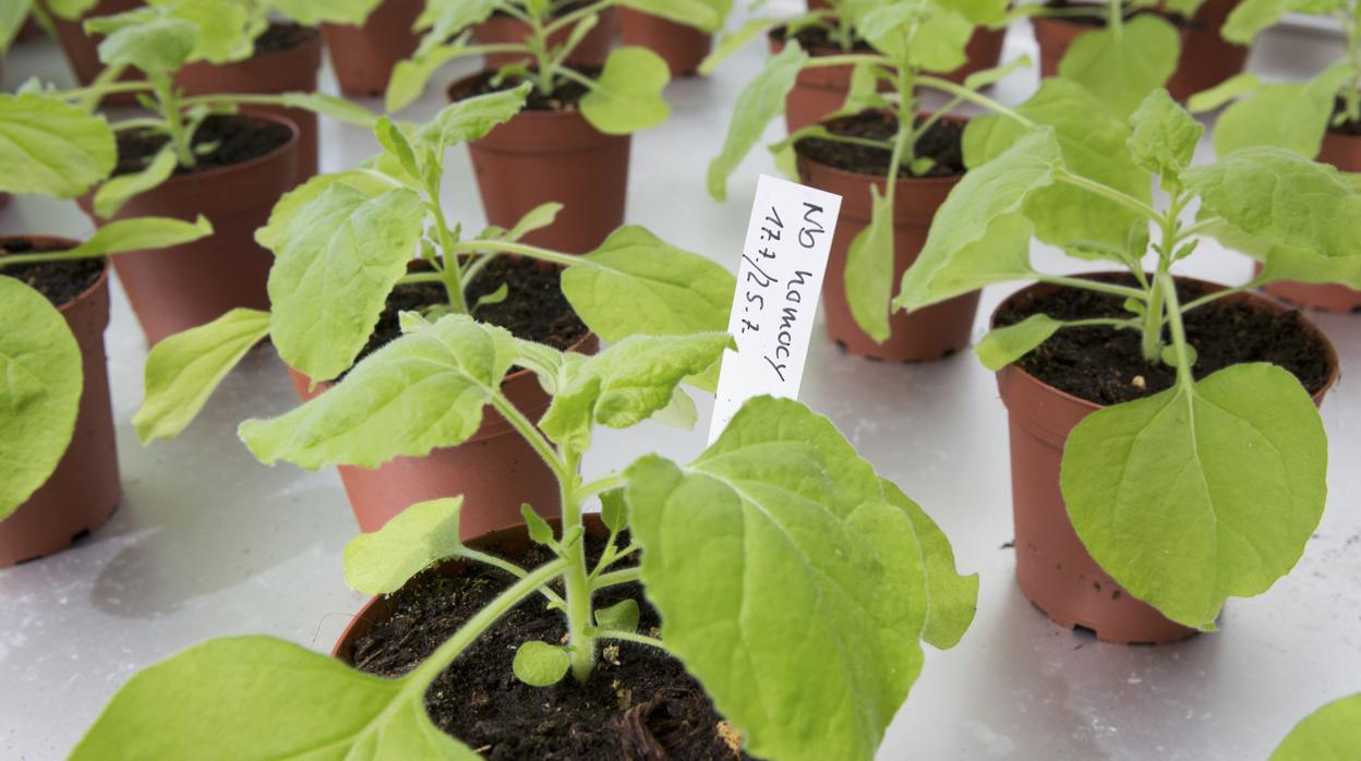 Nicotiana benthamiana