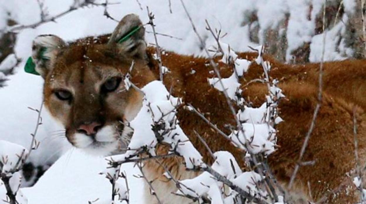 Peste negra, la «asesina silenciosa» de los pumas de Yellowstone durante casi una década