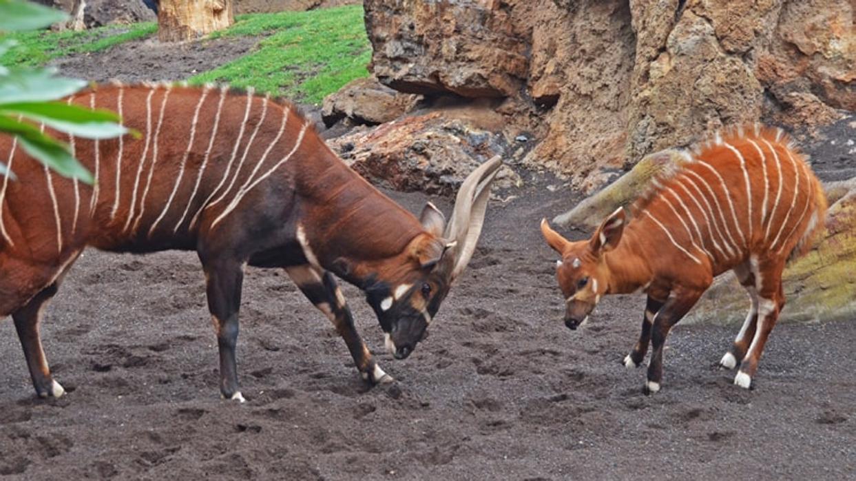 Imágenes de una cría de esta especie y un adulto