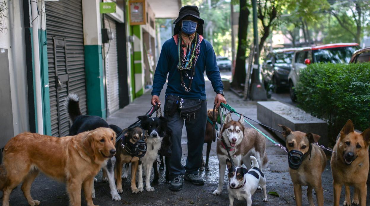 Los perros, posibles aliados en la detección del coronavirus