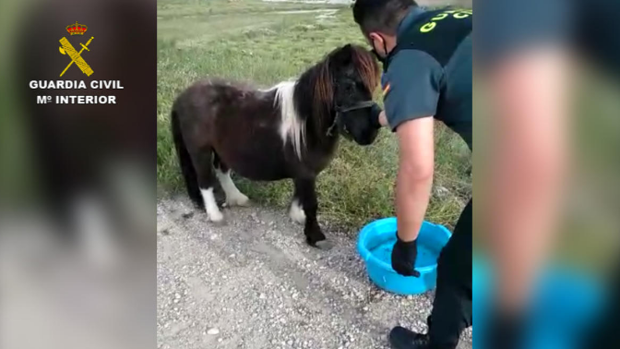 Denunciado por abandonar a un poni y dejarlo atado al sol y sin agua durante horas en Lorca