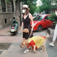 Perro envuelto en una bandera