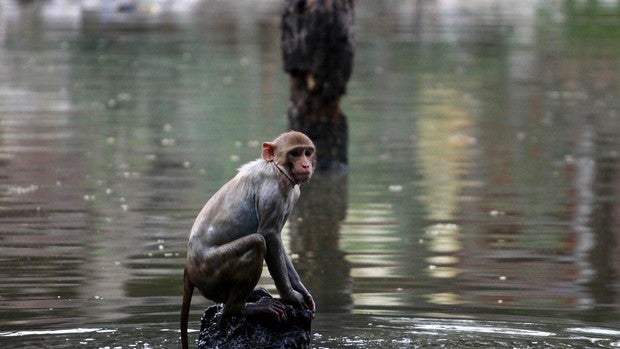 Varios monos se escapan de un hospital con muestras de Covid-19 tras atacar a un técnico de laboratorio en la India