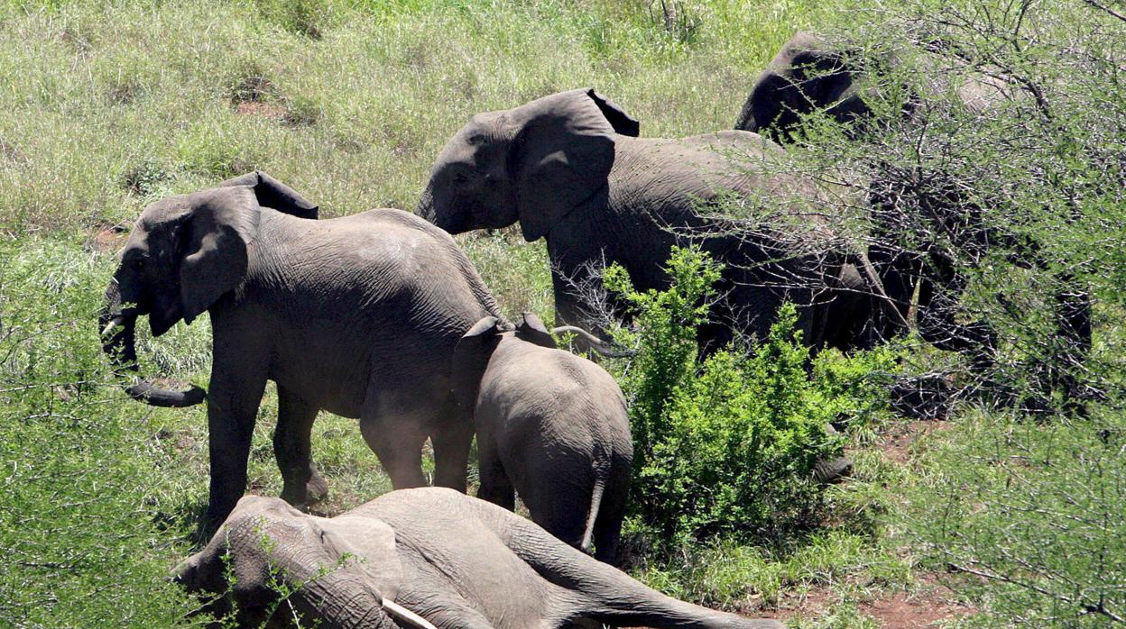 Un elefante inmovilizado por un dardo en el parque nacional de Kruger, en Sudáfrica