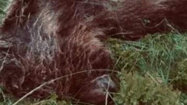 Ofrecen 10.000 euros de recompensa para quien facilite información sobre el autor de la muerte de un oso