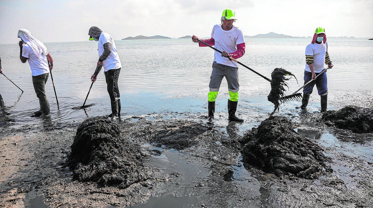 Meses de confinamiento no han mejorado la situación de la laguna. Brigadas de limpieza se afanan para eliminar toneladas de algas putrefactas
