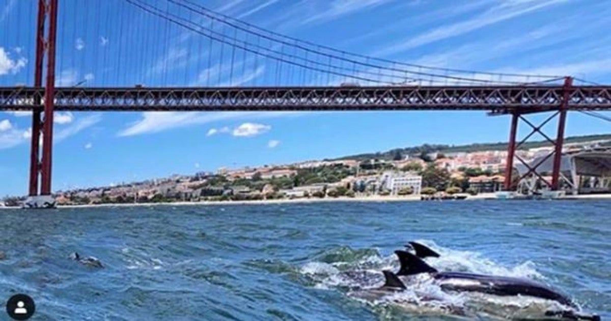 Delfines cruzan bajo el emblemático Puente 25 de Abril en Lisboa