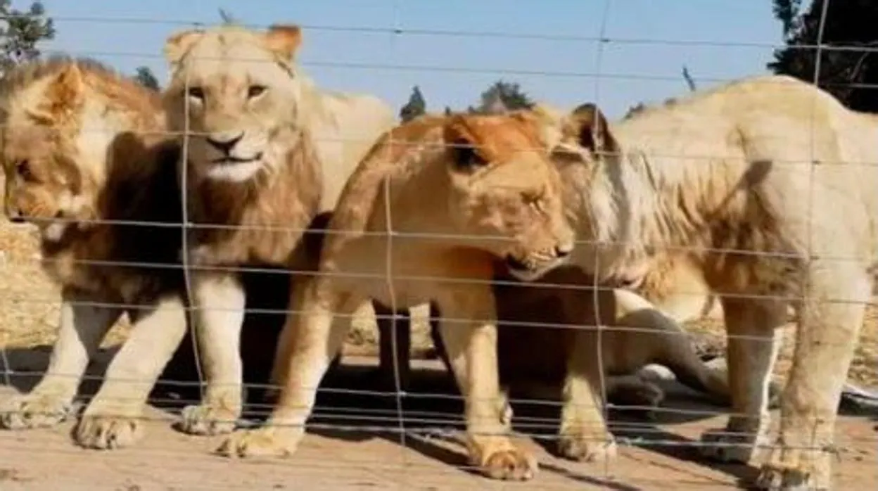 Denuncian la despiadada «industria» de la cría leones en cautiverio para ser cazados por turistas en Sudáfrica