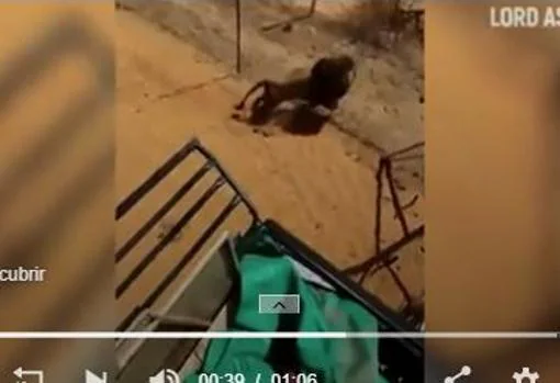 Captura de un león huyendo de ser capturado