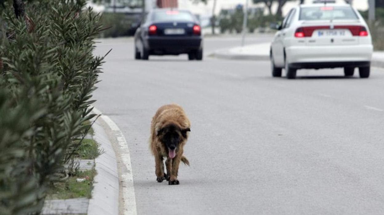 Miles de perros vagan cada año por las carreteras de nuestro país