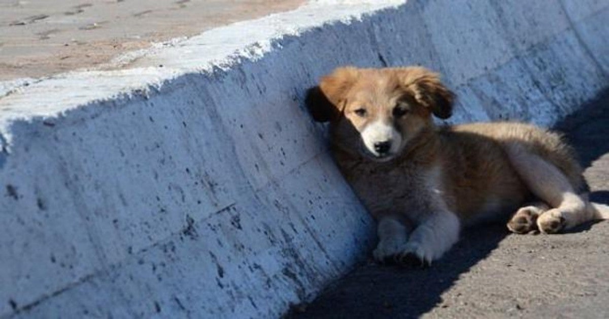 El 57% de los conductores ha sufrido un accidente por encontrarse un animal en la carretera